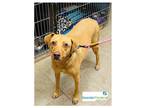 Adopt Kona a Tan/Yellow/Fawn Mixed Breed (Medium) / Mixed dog in Covington