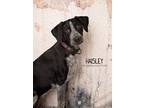 Adopt Haisley a Black - with White Hound (Unknown Type) dog in Littleton