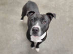 Adopt SANDY OLSSON* a Black - with White American Pit Bull Terrier / Mixed dog