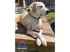 Adopt Remi a Great Dane / Labrador Retriever / Mixed dog in Bullard