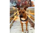 Adopt Jackson a Pit Bull Terrier / American Staffordshire Terrier dog in
