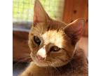 Adopt Emrys a Orange or Red Domestic Shorthair / Mixed cat in Brighton