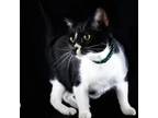Adopt Magic a White Domestic Shorthair / Mixed cat in Allen, TX (35495479)