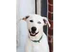 Adopt breezy a White Great Pyrenees / Husky / Mixed dog in Southlake