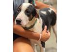 Adopt ODO a Beagle / Mixed Breed (Medium) / Mixed dog in Pembroke, GA (37420961)