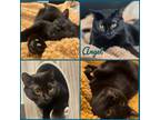 Adopt Angel a All Black Domestic Shorthair / Mixed (short coat) cat in Ferndale