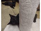 Adopt Magic a All Black American Shorthair (short coat) cat in Lakeland