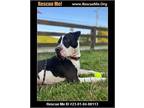 Adopt Chulo a Black - with White American Staffordshire Terrier dog in Benton