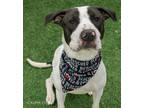Adopt Rubiks a White Mixed Breed (Large) / Mixed dog in Kansas City