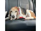 Adopt Alexander a Tricolor (Tan/Brown & Black & White) Treeing Walker Coonhound