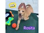 Adopt Rosita a Tan/Yellow/Fawn Terrier (Unknown Type, Small) / Mixed dog in
