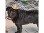 Adopt Audie a Black Labrador Retriever / Mixed Breed (Medium) / Mixed dog in