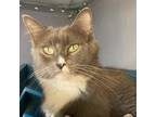 Adopt Maleficent a Gray or Blue Domestic Longhair / Mixed (long coat) cat in St