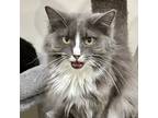 Adopt Anna a Gray or Blue Domestic Longhair / Mixed (long coat) cat in St