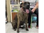 Adopt Myrtle a Brindle Mastiff dog in Vail, AZ (37733292)