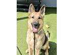 Adopt Hank a Tan/Yellow/Fawn German Shepherd Dog / Mixed dog in Fishers