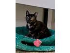 Adopt Emmy / Lulu a Calico / Mixed (short coat) cat in Napa, CA (37663913)