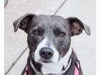 Adopt Darla a American Staffordshire Terrier / Mixed Breed (Medium) / Mixed dog