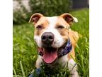 Adopt Elliott a Tan/Yellow/Fawn Pit Bull Terrier / Mixed dog in Austin