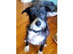 Adopt Santos a Schnauzer (Standard) / Siberian Husky / Mixed dog in Manhattan