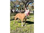 Adopt Lily a Labrador Retriever / Bull Terrier / Mixed dog in Mobile