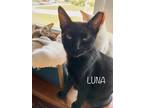 Adopt Luna a All Black Domestic Shorthair (short coat) cat in Nashua