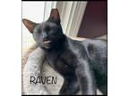 Adopt Raven a All Black Domestic Shorthair (short coat) cat in Nashua