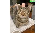 Adopt Lily a Gray, Blue or Silver Tabby Domestic Shorthair (short coat) cat in