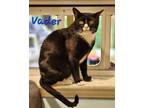 Adopt Vader a Domestic Shorthair / Mixed (short coat) cat in Cambridge
