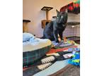 Adopt Mufasa a All Black Domestic Shorthair / Domestic Shorthair / Mixed cat in