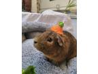 Adopt Lemon a Brown or Chocolate Guinea Pig / Guinea Pig / Mixed small animal in
