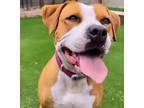 Adopt Luna Love a Red/Golden/Orange/Chestnut - with White American Staffordshire