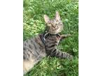 Adopt Etta a Domestic Shorthair / Mixed (short coat) cat in Kettering