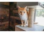 Adopt Epta a Orange or Red (Mostly) Domestic Mediumhair (medium coat) cat in