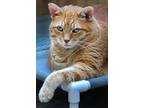 Adopt Jill a Orange or Red Domestic Shorthair (short coat) cat in Barnwell