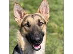 Adopt Mango a Black German Shepherd Dog / Mixed dog in Fresno, CA (37693227)