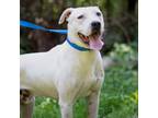 Adopt Goose a White - with Tan, Yellow or Fawn Dalmatian / Dogo Argentino /