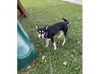 Adopt Smittey a Black - with White Husky / Mixed dog in Niagara Falls