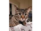 Adopt Momo a Brown or Chocolate Domestic Shorthair / Domestic Shorthair / Mixed