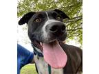 Adopt Bronx a Black - with White Pit Bull Terrier / Mixed dog in Raytown