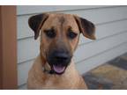 Adopt Sandy a Black Mouth Cur / Mixed dog in Comanche, TX (37523554)