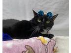 Adopt Dora a All Black Domestic Shorthair / Domestic Shorthair / Mixed cat in