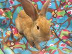 Adopt Sunrise a Red Other/Unknown / Mixed (short coat) rabbit in Farmersville