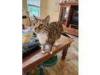 Adopt Sienna a Brown Tabby Domestic Shorthair cat in Smyrna, GA (25659564)