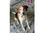 Adopt Sam a Tricolor (Tan/Brown & Black & White) Foxhound / Mixed dog in