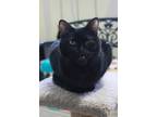 Adopt Onyx a All Black Domestic Shorthair (short coat) cat in New Richmond