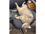 Adopt Wilbur a Gray, Blue or Silver Tabby Domestic Shorthair (short coat) cat in
