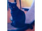 Adopt Fisher a All Black Domestic Shorthair (short coat) cat in Scottsdale
