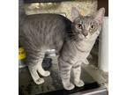Adopt Guiness a Gray, Blue or Silver Tabby Domestic Shorthair (short coat) cat