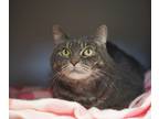 Adopt Rossi a Gray, Blue or Silver Tabby Domestic Shorthair (short coat) cat in
